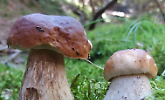 19ª Mostra Micologica: funghi di pianura e di montagna