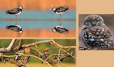 Le pavoncelle regine del fiume Serio