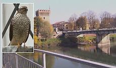 Uno sparviere tra i tetti del centro storico sorprende residenti e passanti