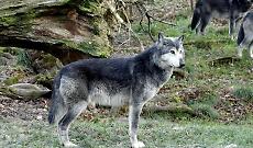 Avvistamenti di lupi, Beduschi: &laquo;Serve una gestione seria, non allarmismi&raquo;