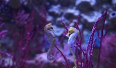 Gardaland SEA LIFE Aquarium, un San Valentino tra le onde