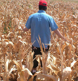 Siccit&agrave;, gli agricoltori: &laquo;A rischio il nostro futuro&raquo;