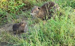 Doppiette pronte e allagamenti per stanare i roditori