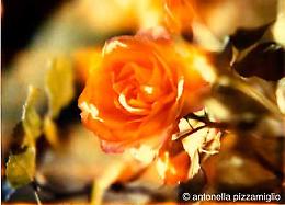 &lsquo;3 fff&rsquo; Gioie, emozioni, istanti in foto