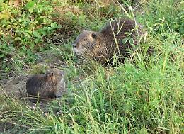 Nutrie, Piloni (Pd): Regione Lombardia renda noti i dati aggiornati e stanzi pi&ugrave; risorse