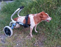 Spillo, cane a due ruote