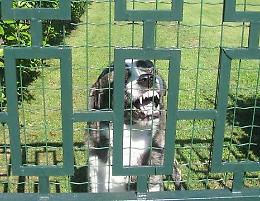 Donna morsa da un cane da caccia, 30 punti di sutura