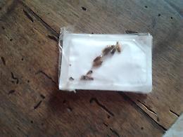 'I miei scarafaggi al sindaco'