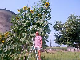 Malvasia 'miracoloso': girasoli alti sei metri