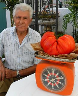 Soncino, pomodoro record da 1,7 chilogrammi