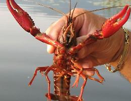 Dagli Stati Uniti al Cremasco
L'invasione dei gamberi killer
