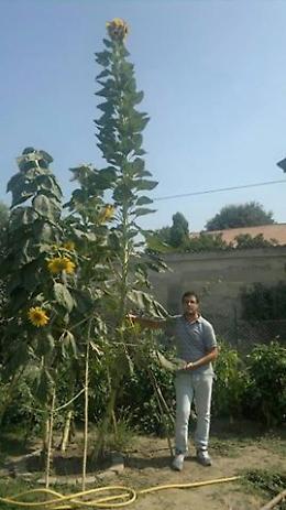 Girasole da 5,19 metri, l'allievo supera il maestro