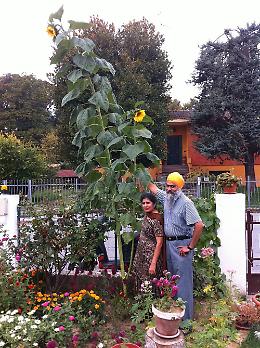 Girasole record, pi&ugrave; di 4 metri e due fiori