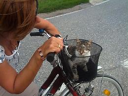 Tanti,troppi animali abbandonati