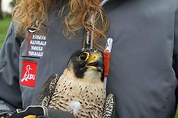 Casalese trova un falco pellegrino