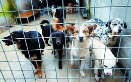 Scrp, via libera al progetto
del nuovo canile del Cremasco
