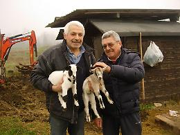 Caprette tibetane sulla mura di Pizzighettone