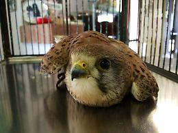 Un gheppio salvato dai carabinieri