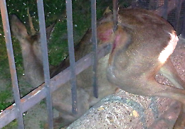 Capriolo incastrato alle Colonie Padane, salvato dai vigili del fuoco