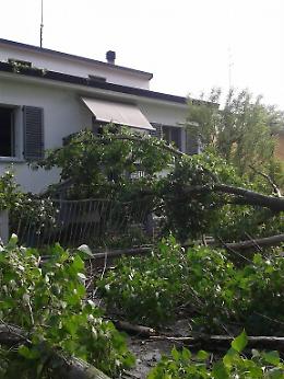Le immagini dell'albero caduto su una casa in via Aglio a Cremona