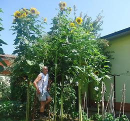 Un altro girasole quasi da record