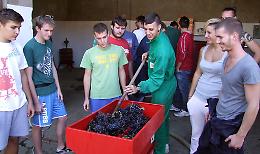 Stanga a lezione di vendemmia