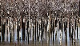 I pioppi spuntano dal Grande Fiume
