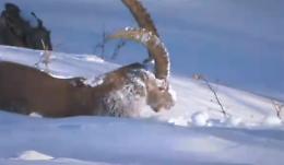 La bellezza degli animali nel parco del Gran Paradiso