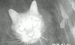 Gatto in una canna fumaria salvato dai vigili del fuoco