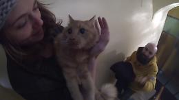 Gatto salvato, le immagini della videosonda