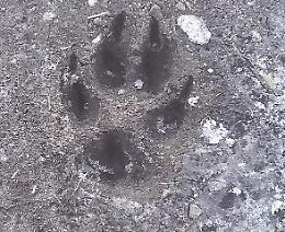Impronta misteriosa lungo l'Oglio, sono tornati i lupi?
