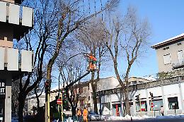 Già 8mila gli alberi messi in sicurezza
