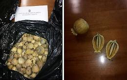 Oltre 400 bulbi di papavero da oppio, arrestati due giovani