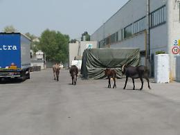 Asini in fuga, entrano in azienda