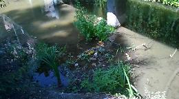 Aggredito da una nutria nei giardini di Porta Serio