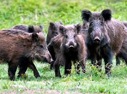 Lombardia: estesa caccia al cinghiale per tutto l'anno