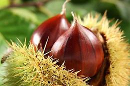 LA RICETTA. Castagnaccio, mele e profumo di arancia 
