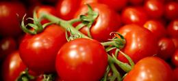 Arriva il superpomodoro amico delle cellule