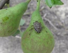 Arriva la cimice asiatica
