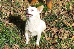 Cora &egrave; sparita nel nulla. "Deve essere operata"