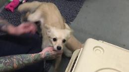 Cagnolina abbandonata rivede i suoi cuccioli: la gioia per la reunion &egrave; grande