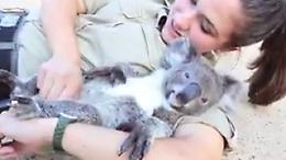 Harry, il koala orfano che ama le coccole