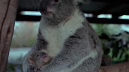 Sydney, il baby koala vede la mamma per la prima volta