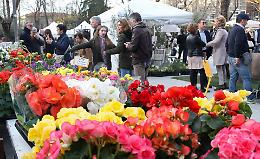 Invasioni Botaniche, Cremona come un tappeto fiorito