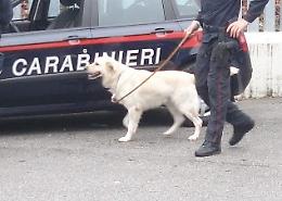Al liceo musicale unità cinofila anti-droga dei carabinieri