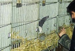 La versione degli animalisti: non facciamo uccidere