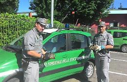 Tartarughe azzannatrici nel canale navigabile