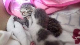 Micini gettati nel cassonetto: 2 salvi, si cerca una mamma gatta
