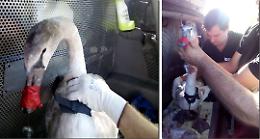 Recuperato il cigno che ha inghiottito un amo