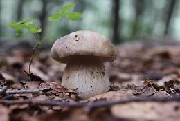 Rifugio Lagdei. Funghi e Foliage: il fine settimana d'oro delle faggete